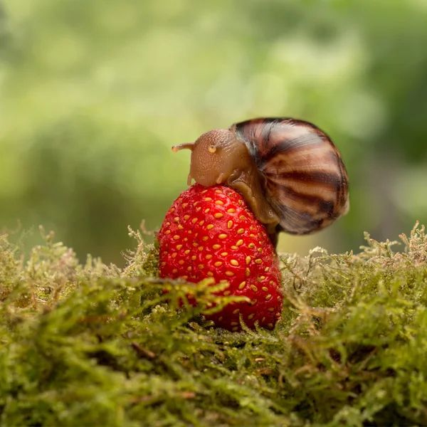 Escargot mange assis sur une baie rouge mûre d'une fraise gros plan — Photo