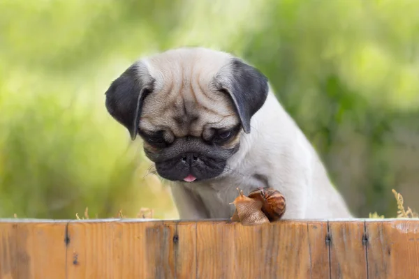 köpek pug sürünerek izliyor salyangoz çiti