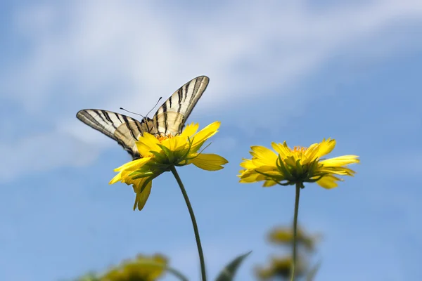 Hermosa mariposa sobre flores amarillas contra el cielo azul — Foto de Stock
