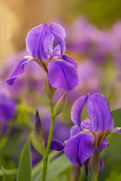 Dos flores iris púrpura en el jardín con fondo naranja borrosa —  Fotos de Stock