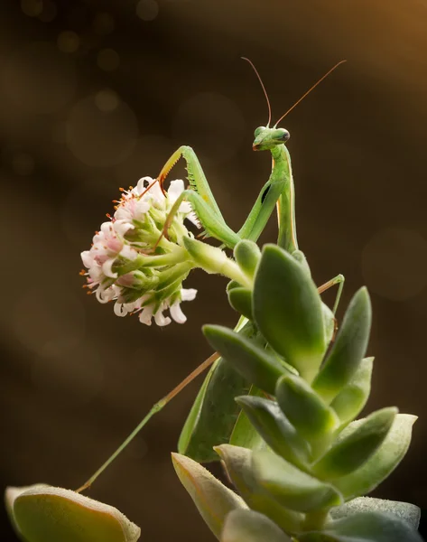 Groene praying mantis op bloem op bruine achtergrond — Stockfoto
