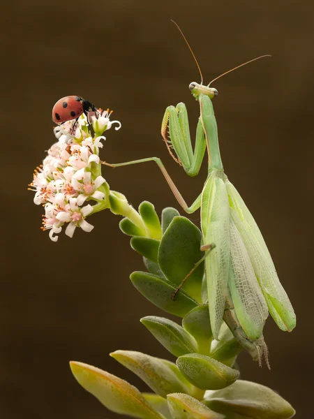 Mantis et coccinelle sur la plante en fleur — Photo