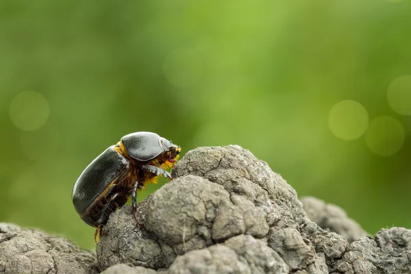 Nahaufnahme Östlicher Maiskäfer kriecht auf einem Baum vor grünem Hintergrund — Stockfoto