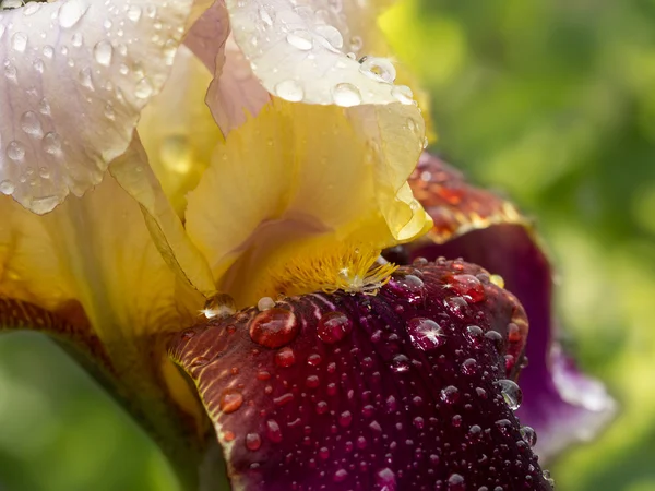 Primer plano amarillento iris granate con gotas de agua en el jardín después de la lluvia. Enfoque selectivo . —  Fotos de Stock
