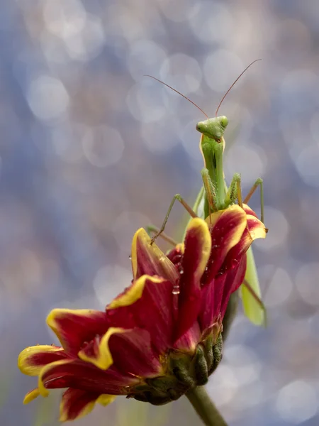 黄色の花赤花緑のカマキリ — ストック写真