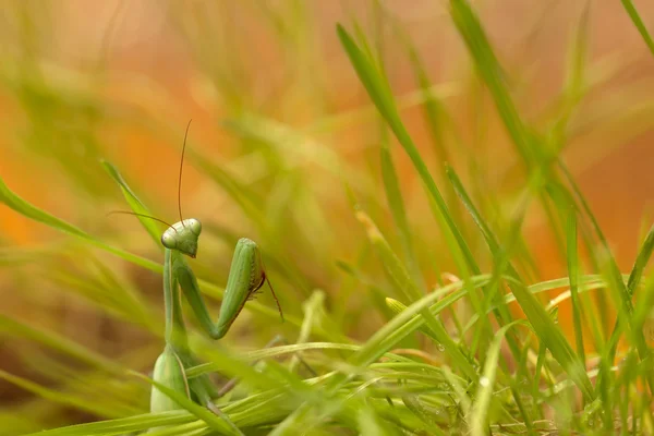 在落日的天空背景上的绿草的绿色螳螂 — 图库照片
