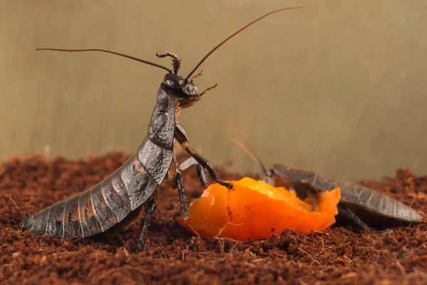 Gros plan Les cafards de Madagascar mangent des fruits orange — Photo