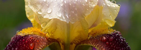 Panorama closeup žlutá kaštanové iris s vodou klesne na zahradě po dešti — Stock fotografie