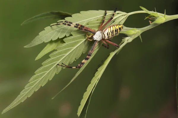 Closeup Wasp Spider (křižák pruhovaný) na list konopí — Stock fotografie
