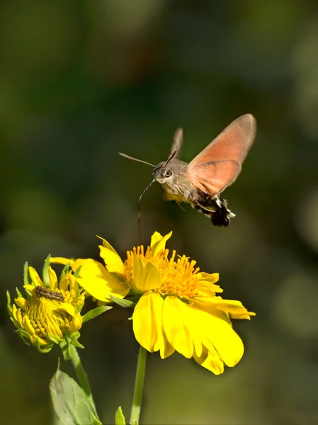 Sphingidae, conocida como abeja Hawk-polilla, disfrutando del néctar de la flor amarilla — Foto de Stock