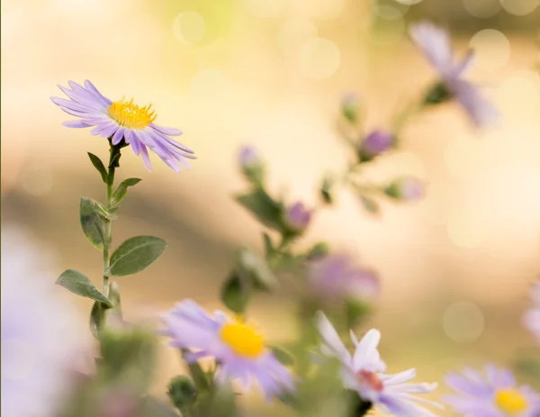 Margaritas de Santo-Michel (nombre botánico: Aster novi-belgii o Symphyotrichum novi-belgii), también conocida como áster de Nueva York, en otoño en el brillo de fondo —  Fotos de Stock