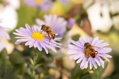 closeup iki bal arıları üzerinde mor New York aster ((botanik adı: Aster novi-belgii veya Symphyotrichum novi-belgii)