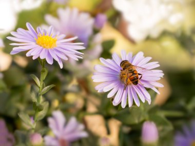 tatlı bal arısı mor New York aster üzerinde ((botanik adı: Aster novi-belgii veya Symphyotrichum novi-belgii)
