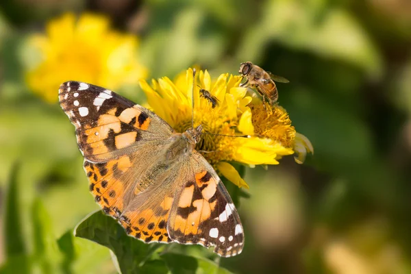 Mariposa Vanessa cardui, la abeja y la mosca beben el néctar de las flores amarillas — Foto de Stock
