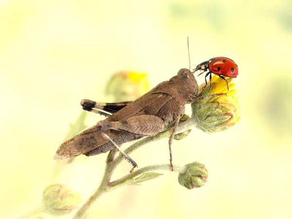 Heuschrecke und Marienkäfer gemeinsam auf einer gelben Blume — Stockfoto