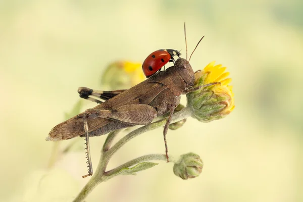 Ladybug sitting on a grasshopper on a light green background — Stock Photo, Image