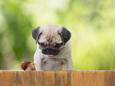 the puppy pug is watching crawling snail fence on leaves background clipart