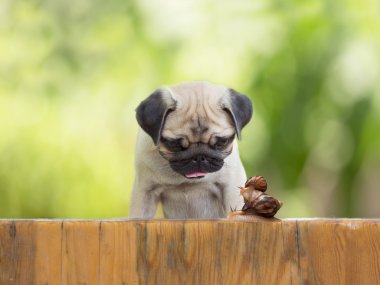 the puppy pug is watching to a large snail carries little snail on the wooden fence clipart