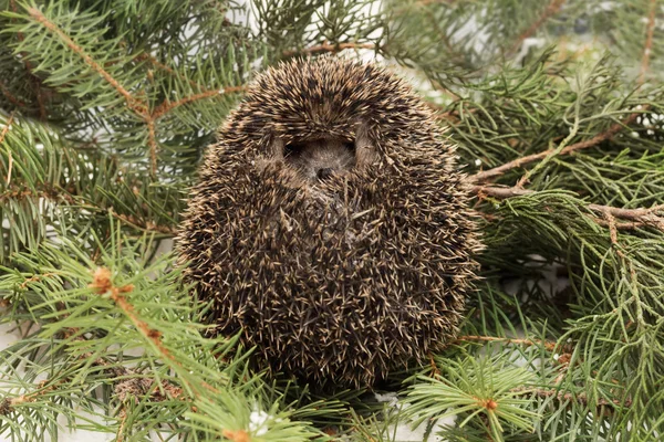 Skrämda igelkott, Atelerix albiventris, balled upp på bakgrunden fir och juniper grenar — Stockfoto