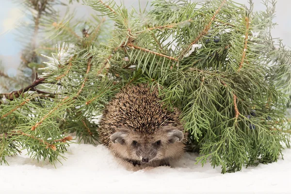 Curious hedgehog in the fir and juniper branches on the snow — Stock Photo, Image
