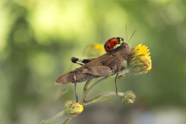 Lieveheersbeestje zittend op een sprinkhaan op een donker groene achtergrond — Stockfoto