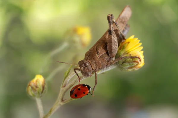 Sprinkhaan strekt zich uit zijn poten voor lieveheersbeestje op een donker groene achtergrond — Stockfoto