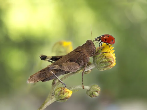 Sprinkhaan en lieveheersbeestje samen op een gele bloem op donkere groene achtergrond — Stockfoto