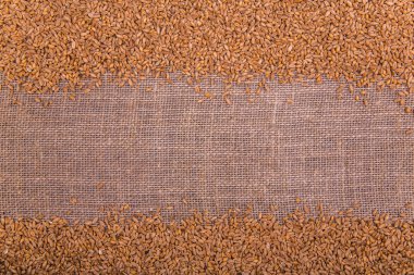 Buğday taneleri üzerinde bir ışık Sivas'tan