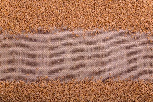 Buğday taneleri üzerinde bir ışık Sivas'tan