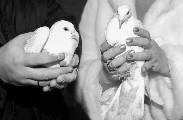 Pombos brancos nas mãos do noivo e da noiva — Fotografia de Stock