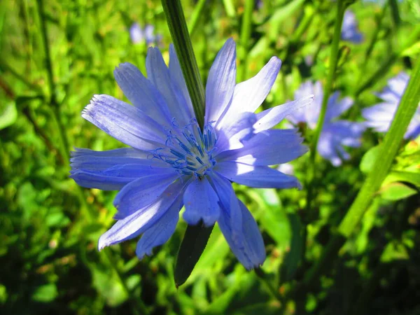 Parlak mavi hindiba çiçeği