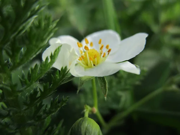 Çimenlerde çiçek açan çilekler