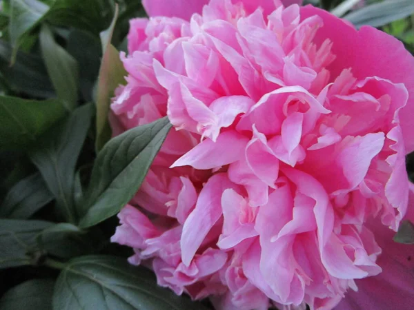 Soluk Pembe Şakayık Çiçeği