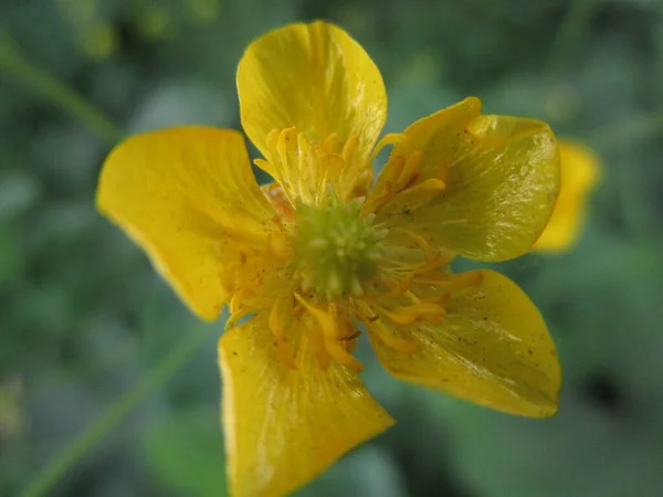 Fleur Jaune Macro Photo — Photo