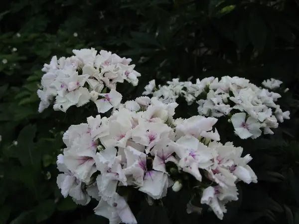 Yazın beyaz karanfil çiçekleri