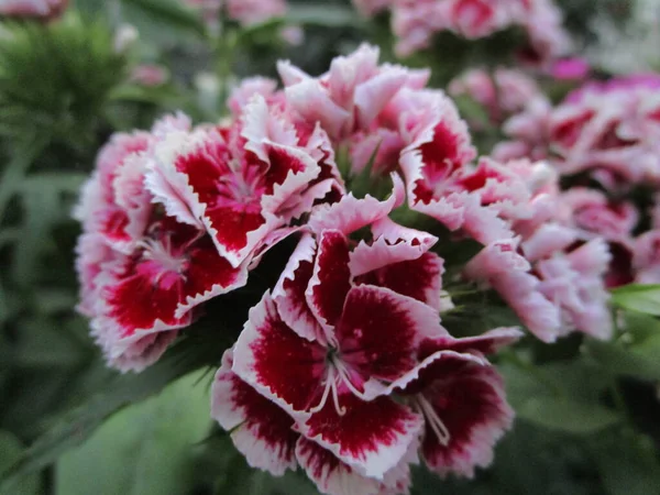 Yazın karanfil çiçekleri