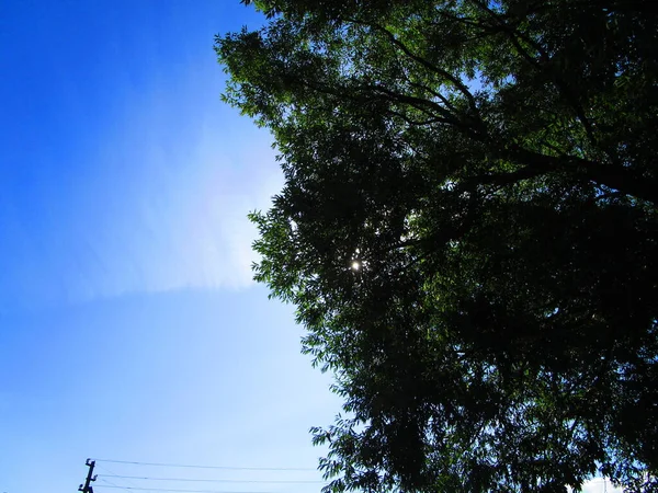Ağaç dalları, güneşli bir gün ve sonsuz bir gökyüzü.