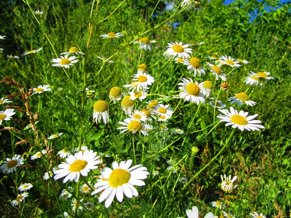 Kamomill Ängsblommor Och Örter — Stockfoto