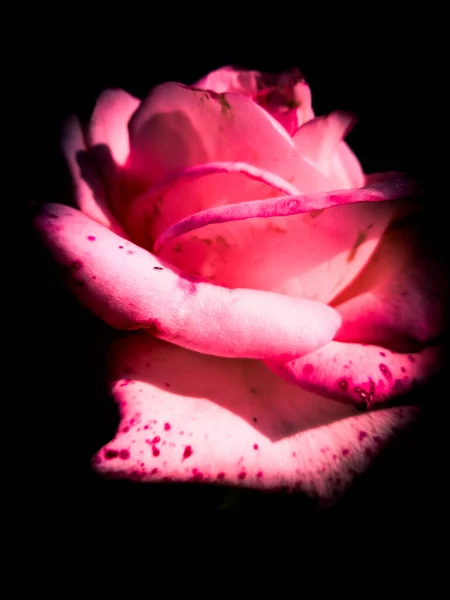 Siyah arka planda pembe gül