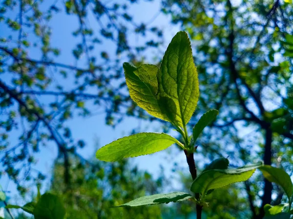 Yazın yeşil yapraklar