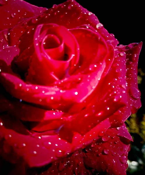 Czerwona Róża Płatki Kroplach Deszczu — Zdjęcie stockowe