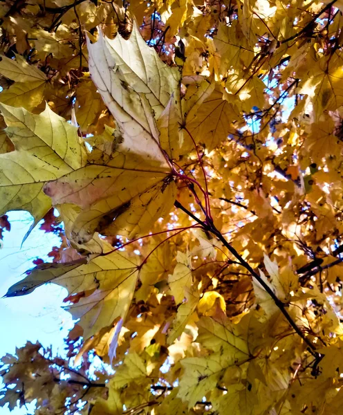 Dallarda sonbahar sarı yaprakları