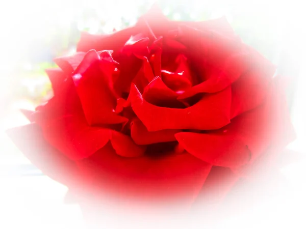 Güneşte beyaz arka planda kırmızı gül