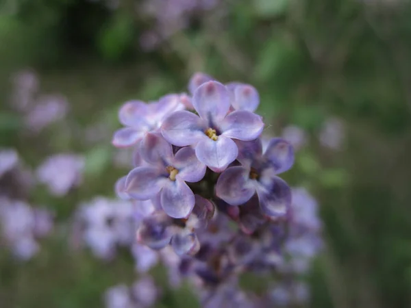 Baharda leylak çiçekleri