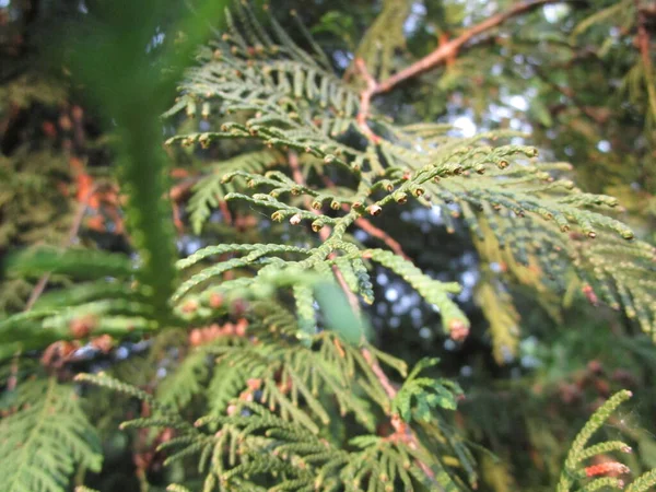 Larch Branches Sunlight — Stock Photo, Image