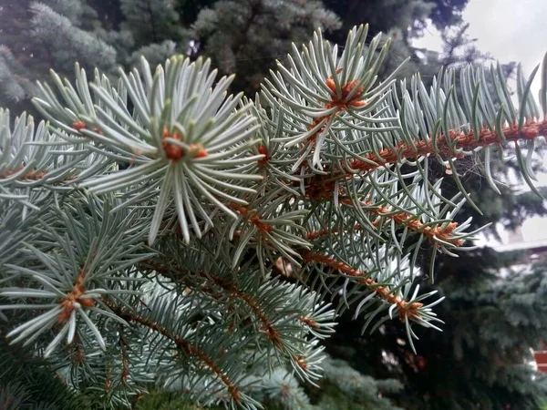 Çam kozalaklı dallar, soğuk gölgeler.