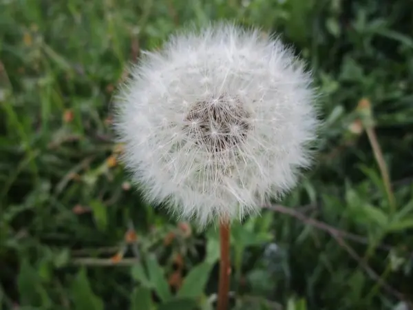 Yeşil çimlerde karahindiba