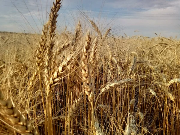 Tarlada buğday kulakları olgunlaşır.