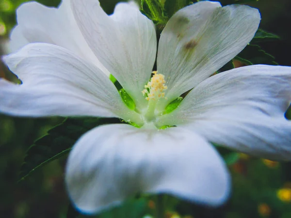 Bahçede narin beyaz bir çiçek