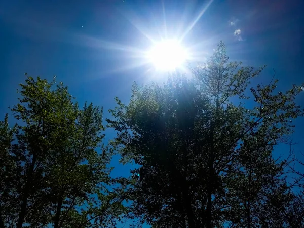 Güneş bir yaz öğleden sonrasında ağaçların üzerinde.